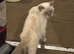 Female British shorthair in neutered
