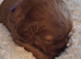 Health tested parents of beautiful cavapoos