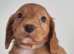 Working cocker spaniel puppies