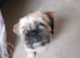 Shih tzu x frenchie