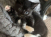 Three males and a female looking for there forever homes