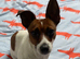 Miniature Jack Russell male pup