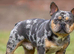 2 stunning French bulldog puppies