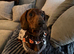 Standard smooth-haired dachshund for stud