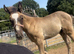 Yearling Oldenburg x colt