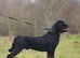 Protection Trained & Crufts Qualified Stud!