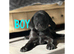 ONLY 4 LEFT Kc registered Labradors
