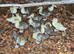 Muscovy ducklings