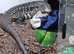 Black and White Tegu. Roxy