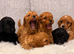 F1 cavapoo puppies fully vet health checked