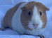 Guinea Pig Sows Dutch £15 each