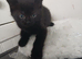 Kitten needing forever loving home flead wormed litter trained