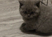 Pure breed BSH/BLH