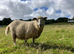 Two Gotland/Suffolk/Dartmoor breeding ewes