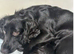 Gorgeous cocker spaniel puppies