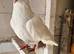 White tumbler pigeons for sale