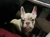 French bull-dog.