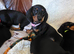Six beautiful miniature smooth haired dachshunds-one girl left