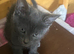 3 black and one grey kittens for sale