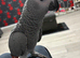 African grey for sale