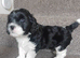 Lhasa apso