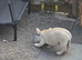 Female frenchie pup