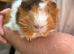 2 female guinea pigs