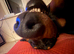 Kobie- 3 year old Gentle Giant