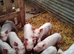 Weaners for sale