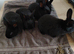 Rex x Californian White Litter 4 BUCKS AVAILABLE