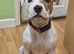 Beautiful American bulldog for rehome