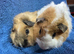 Baby male guinea pigs