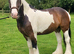 Super quality Irish cob mare