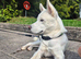 Beautiful siberian husky