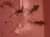 Baby axolotls for sale