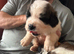 Saint Bernard