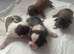 9 purebred Shih Tzu puppies are looking for new, loving homes.