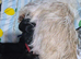 Shih tzu x patterdale