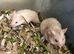 Syrian Hamster Baby’s - Ready Now