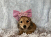 KC registered miniature long- haired dachshund