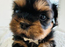 Stunning doby shih tzu puppies