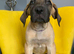 GREAT DANE PUPS