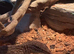 Male Ackie for sale with Viv