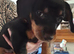 2 boys 2 girls Dachshund puppies for sale