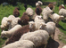 Ouessant sheep for sale