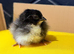 Large fowl days old mixed breed chicks