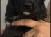 English springer spaniel crossed labradoodle
