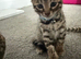 REDUCED - MALE stunning Glitter Coat bengals