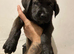 Chocolate Brindle Female Puppy Ready For Her Forever Home!!