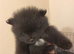 Miniature Pomeranian